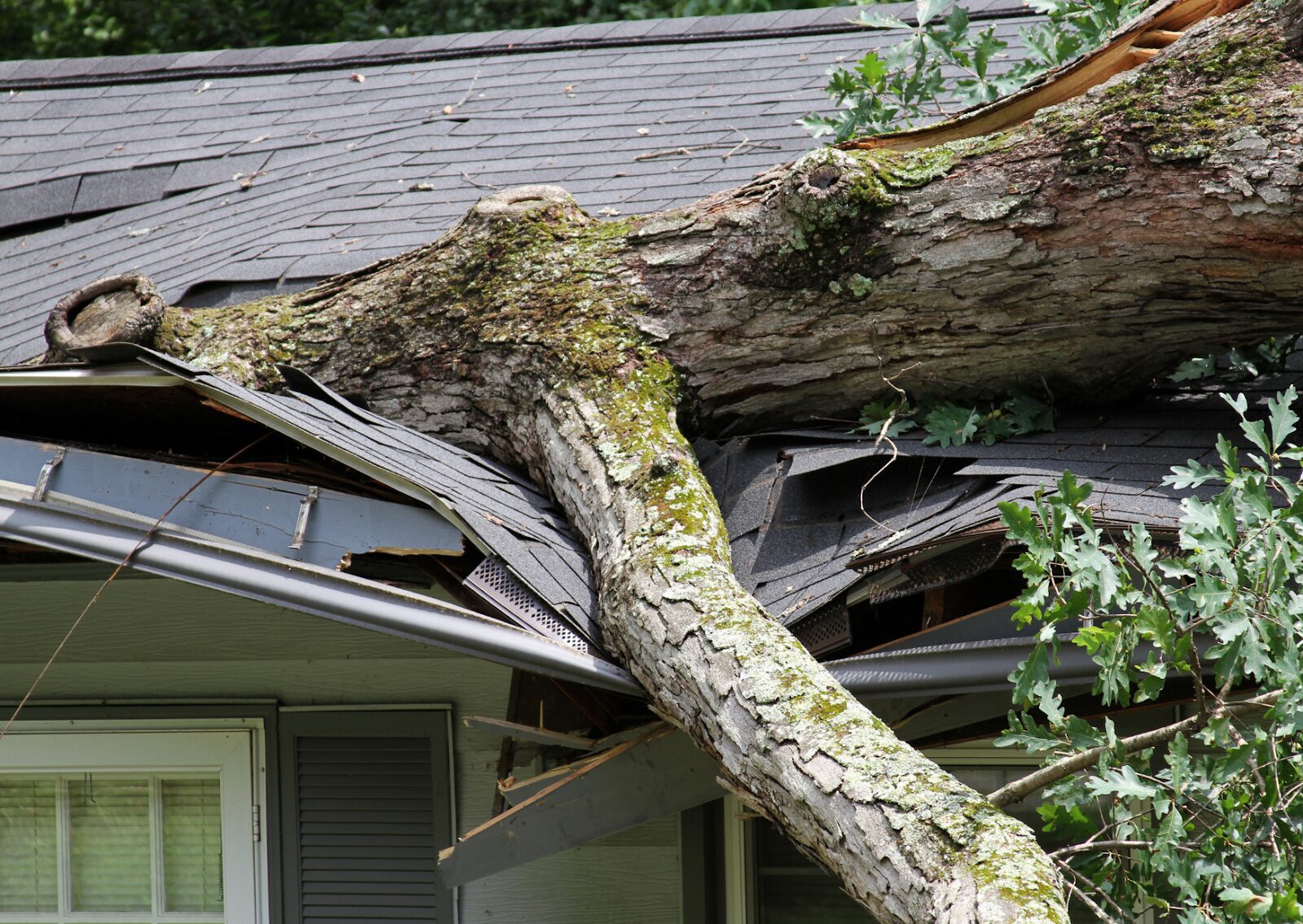 Large fallen tree causing severe damage to house roof, broken shingles, and structural collapse.